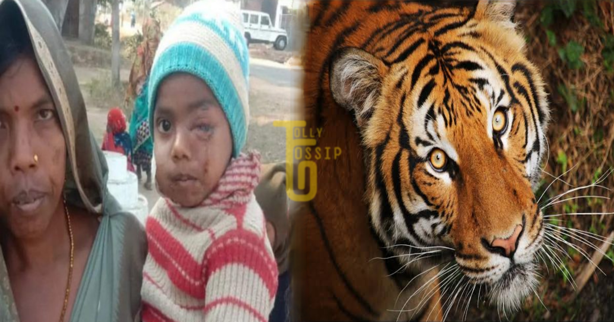 Mother fight with Tiger savedchild