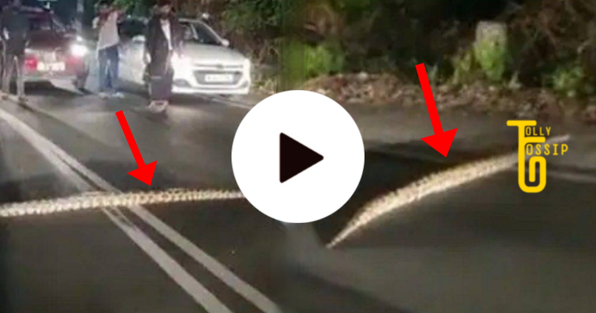 python on road viral video