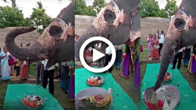 Akila Elephant Tamilnadu