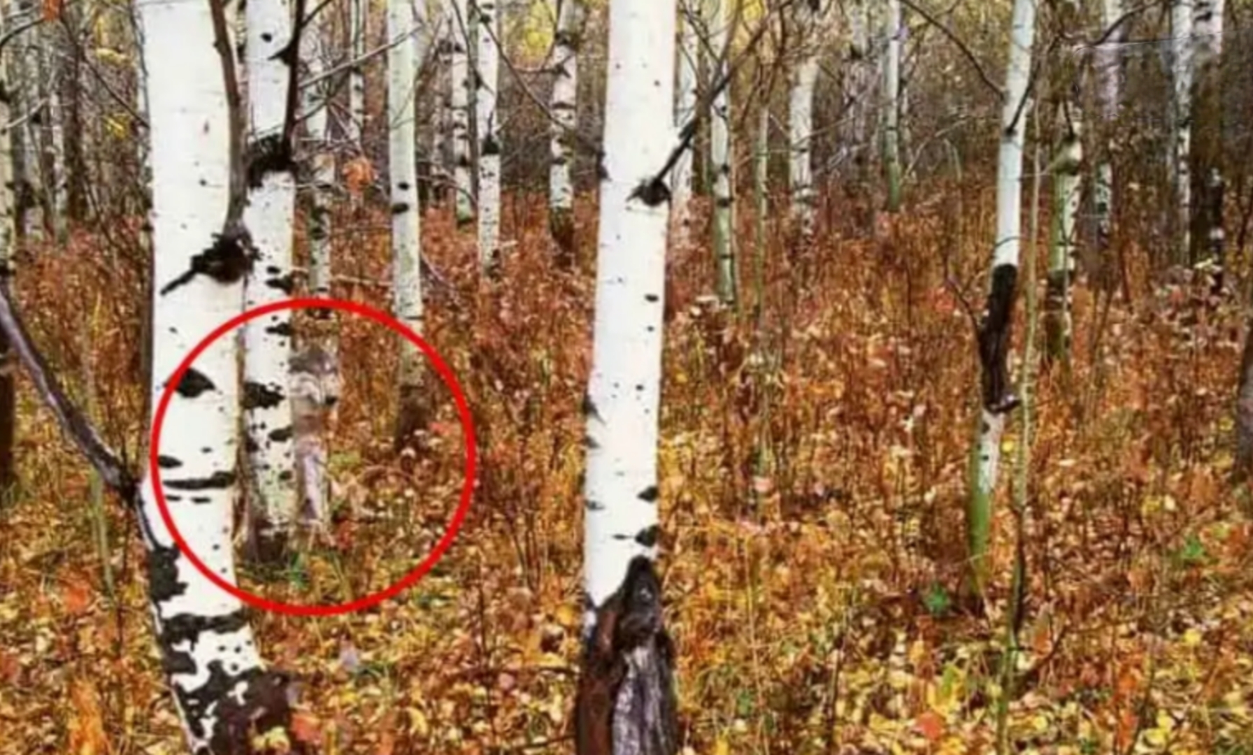 ছবির জঙ্গলে লুকিয়ে রয়েছে একটি হিংস্র নেকড়ে! ১১ সেকেন্ডের মধ্যে খুঁজতে পারলেই আপনি সকলের থেকে আলাদা - 2 forest