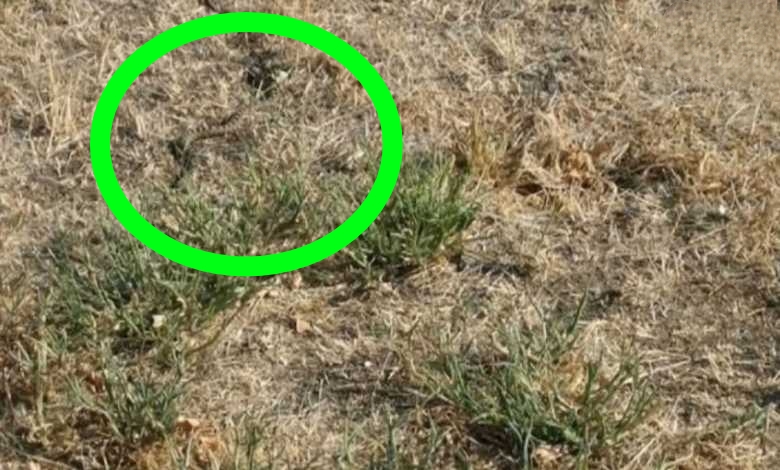 Find Snake: পঞ্চমী নয়, ছবিতে লুকিয়ে আছে সত্যিকারের সাপ! দেখতে পেলে তবেই বাঁচবেন ছোবল থেকে! খুঁজে পেলেন কি? 2 find Snake