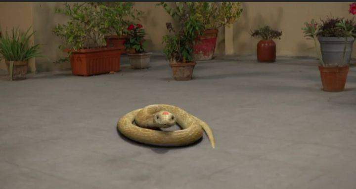 Panchami: স্বামী ভক্ত নাগিনী পঞ্চমী, সাপে পরিণত হয়েও মাথায় রয়েছে সেই সিঁদুর! সাপের "মাথায় সিঁদুর ইতিহাসে লেখা থাকবে", হেসে খুন দর্শক 3 Bengali television